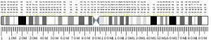 Chromosome 3 (human)