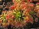 Drosera echinoblastus 2.jpg