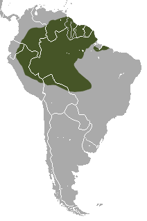 Greater Long-nosed Armadillo area.png