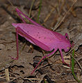 Pink katydid New York.jpg