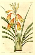 Blandfordia grandiflora.jpg