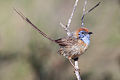 Mallee Emuwren (Stipiturus mallee) (8079650268).jpg