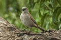 Swahili Sparrow - Tanzania 0180 (22408201137).jpg