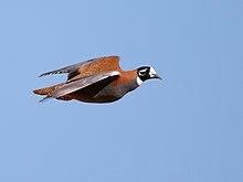 Flock Bronzewing 6154.jpg