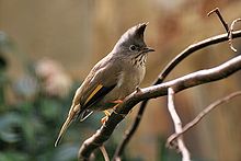 Stripe throated Yuhina.jpg