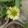 Blanket Flower (Yellow).jpg