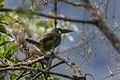 Blue-banded Toucanet - Manu NP 8191 (16222847287).jpg