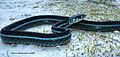 Blue Striped Garter, Thamnophis sirtalis similis Florida.jpg