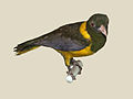 Green-headed Oriole specimen RWD.jpg