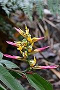 Heliconia schumanniana (Heliconiaceae) (29637192780).jpg