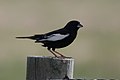 Lark Bunting (male) Pawnee National Grasslands CO 2018-06-06 17-03-26 (40841912423).jpg