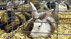 Harlequin Rabbits.jpg