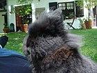 Lapin nain.JPG