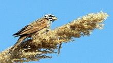 Israel. Striolated bunting (15356301994).jpg