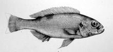 Xenochromis.png