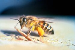 Apis mellifera scutellata.jpg