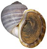 Ampullaria ampullacea (Linné) (2999358117).jpg