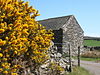 Barn near gorse in full bloom - geograph.org.uk - 540529.jpg