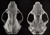Revision of the skunks of the genus Chincha (1901) pl. 6 M. m. mesomelas.png