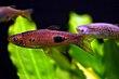 Rasbora kalochroma.jpg