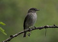 Ashy flycatcher (Muscicapa caerulescens) - late evening, dim light. (5964281395).jpg