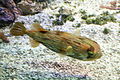 Diodon holocanthus 060417w.jpg