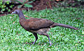 Gray-headed Chachalaca (6901564788).jpg