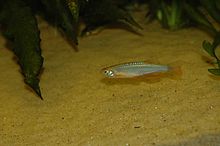 Danio albolineatus.jpg