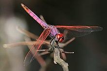 Trithemis annulata.jpg