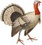 Nederlandsche vogelen (KB) - Meleagris gallopavo (white background).jpg