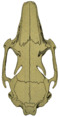 O. c. cuniculus skull (dorsal).png