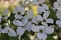 Flowering Dogwood - Cornus florida (41123271645).jpg