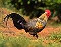 Grey jungle fowl (cropped), crop.jpg