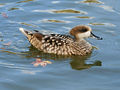 Marbled Teal (Marmaronetta angustirostris) RWD1.jpg