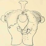 Acompsosaurus pelvis.jpg