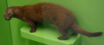 Mustela lutreola.png