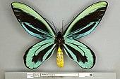 A dorsal/top down view of an adult male Queen Alexandra's birdwing showing the striking yellow abdomen and black, blue and turquoise wings.