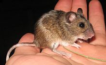 Apodemus uralensis 3.jpg