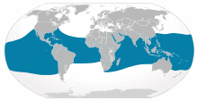 Cypron-Range Rhincodon typus.svg