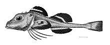Ereunias grallator.jpg