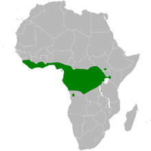 Eurillas curvirostris distribution map.png
