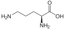 L-Ornithin2.svg