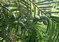 Cephalotaxus harringtonii kz1.jpg
