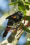 Epaulet Oriole - Pantanal - Brazil H8O1352 (23781001732).jpg