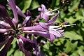 Hosta minor kz04.jpg