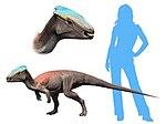 Homalocephale NT small.jpg