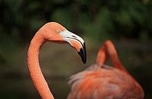 American flamingo in Colombia