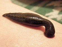 Sucking leech.jpg