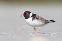Thinornis rubricollis - Orford.jpg