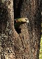 Poicephalus robustus -South Africa-6a.jpg